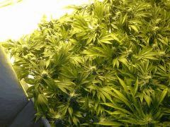 Scrog Early Skunk CRO+56 - PréFlo+8 - FLO+33
