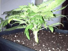Early Skunk 11 litres - 5
