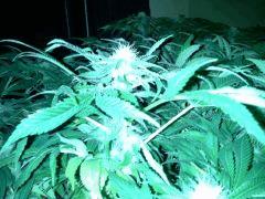Scrog Early Skunk CRO+56 - PréFlo+8 - FLO+20