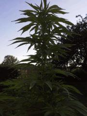 Session Outdoor - Early Skunk CRO+135 FLO+15