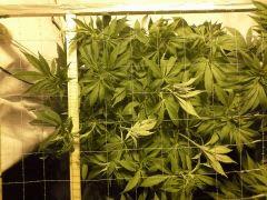 Scrog Early Skunk C+56/Préflo+3 - 4