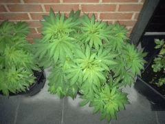 Session Out Early Skunk - C+58 - 1