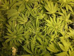 Scrog Early Skunk CRO+56 - PréFlo+8 - FLO+7 - 6