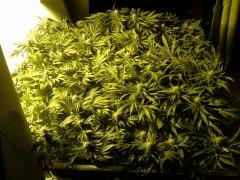 Scrog Early Skunk CRO+56 - PréFlo+8 - FLO+28