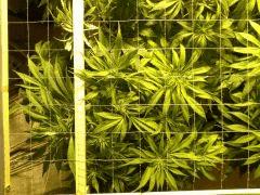 Scrog Early Skunk C+56/Préflo+3 - 2