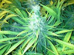 Scrog Early Skunk CRO+56 - PréFlo+8 - FLO+52