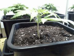 Early Skunk 11 litres - 6