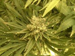 Scrog Early Skunk CRO+56 - PréFlo+8 - FLO+52
