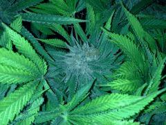 Scrog Early Skunk - CRO+56 - PréFlo+8 - FLO+63