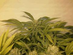 Scrog Early Skunk - CRO+56 - PréFlo+8 - FLO+73