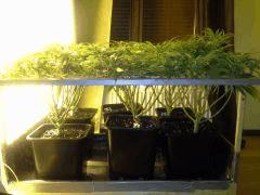 Scrog Early Skunk - CRO+56 - PréFlo+8 - FLO+16