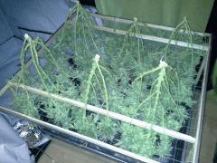Scrog Indoor - CRO+56 - PréFlo+8 - FLO+81 - CUT