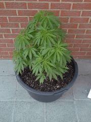Early Skunk Pot 65 l - CRO+69