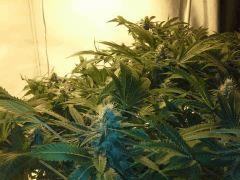 Scrog Early Skunk CRO+56 - PréFlo+8 - FLO+33