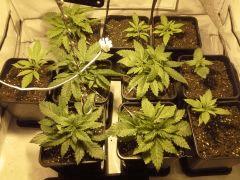 Les fifilles Early Skunk à C+23/+16