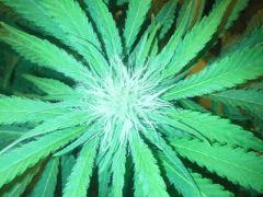 Scrog Early Skunk - CRO+56 - PréFlo+8 - FLO+16 - 3