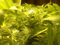Scrog Early Skunk - CRO+56 - PréFlo+8 - FLO+16 - Des pompons