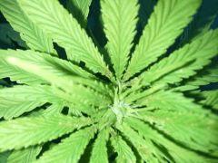 Session Outdoor - Early Skunk bout'z FLO+8