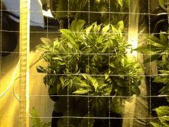 Early Skunk C+37 - 4