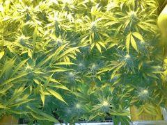 Scrog Early Skunk CRO+56 - PréFlo+8 - FLO+33