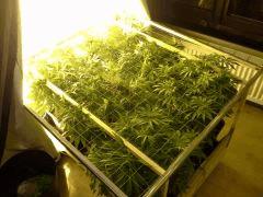 Scrog Early Skunk C+56/Préflo+3