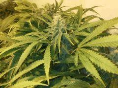 Scrog Early Skunk CRO+56- PréFlo +8 - FLO+38