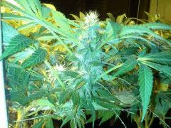 Scrog Early Skunk - CRO+56 - PréFlo+8 - FLO+24 - Les buds se rejoignent