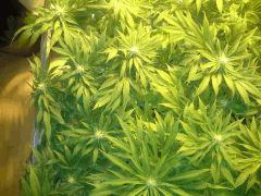 Scrog Early Skunk - CRO+56 - PréFlo+8 - FLO+16 - 6