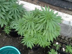 Session Outdoor Early Skunk CRO+82