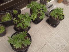 Les fifilles outdoor Early Skunk - C+43