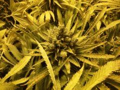 Scrog Early Skunk - CRO+56 - PréFlo+8 - FLO+73