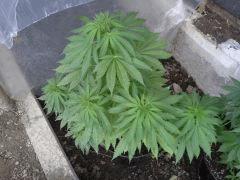 Session Outdoor - Early Skunk CRO+87