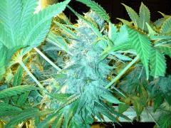 Scrog Early Skunk CRO+56 - PréFlo+8 - FLO+52