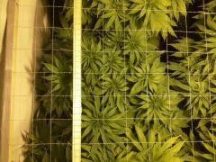 Scrog Early Skunk - Cro+56 Préflo-1 - 6