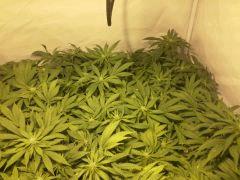 Scrog Early Skunk - CRO+56 - PréFlo+8 - FLO+12 - 5