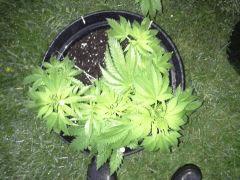 Session Out Early Skunk - Cro+49