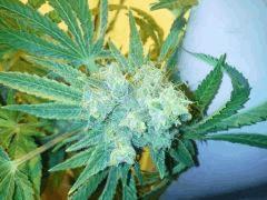 Scrog Indoor - CRO+56 - PréFlo+8 - FLO+77