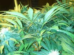 Scrog Early Skunk - CRO+56 - PréFlo+8 - FLO+24 - Les buds se rejoignent