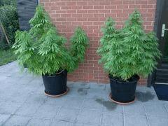 Session Outdoor - Early Skunk CRO+142 FLO+8
