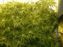 Scrog Early Skunk - CRO+56 - PréFlo+8 - FLO+16 - 5