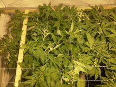 Scrog Early Skunk - F+1 - 4