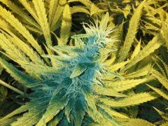 Scrog Early Skunk CRO+56 - PréFlo+8 - FLO+47