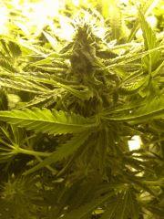 Scrog Early Skunk CRO+56 - PréFlo+8 - FLO+33