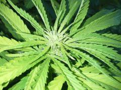 Session Outdoor - Early Skunk CRO+135 FLO+15