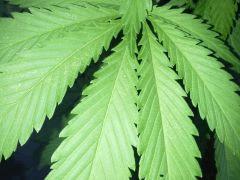 Early Skunk Outdoor 2013