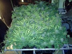 Scrog Early Skunk - CRO+56 - PréFlo+8 - FLO+63