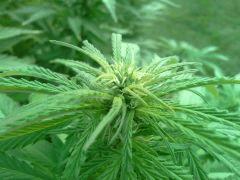 Early Skunk Outdoor 2013