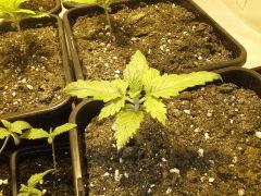 Une Early Skunk à C+14