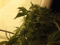 Scrog Early Skunk CRO+56 - PréFlo+8 - FLO+20