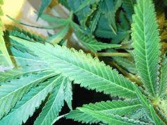 Scrog Early Skunk CRO+56 - PréFlo+8 - FLO+33